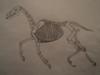Skeletonal Horse