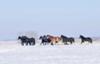 The Herd Of The Friesians