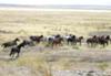 The Herd Of The Mustangs