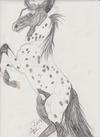 Appaloosa