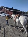 My Grandma's Horse, Cheerio.