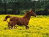 Coco and her foal Moca