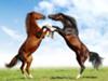 fighting horses