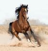 Shadrach