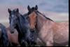 star (black) and dusty (brown)