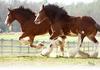 Clydesdale 