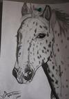 Appaloosa drawing - take a look