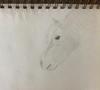 Haflinger drawing