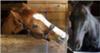 TWO OF MY HORSE AMIGOS CHUCK AND LENNY!!!!!!!