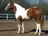 MY OTHER HORSE AMIGO