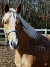 MY OTHER HORSE AMIGO