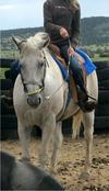Just added! Me taking Tex around the round pen in the hackamore