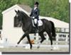 A dressage horse named Star