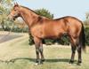 National velvet