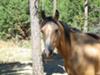 The mare