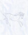 Wild Stallion