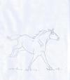 Wild Stallion