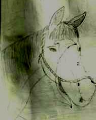 A pencil drawing of a horse's head wearing a rope halter there is a line of a stain going through the middle of the drawing.