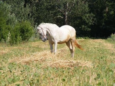 A beautiful mare