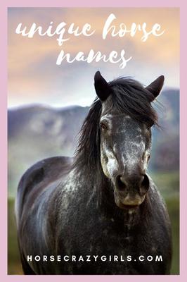 Unique Horse Names