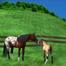 A graphic from the game A Virtual Horse. It shows a bay Appaloosa horse muzzling a palomino paint foal. They are in a pasture with a wood fence, trees, and a hill behind them. The grass is green.