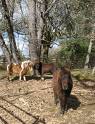 these are my ponies the one in front is gus and the two in the back are snuggles and doodle bug