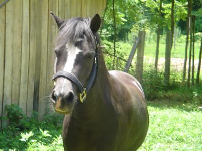 This is my Welsh pony Katie