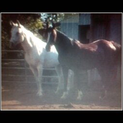 These are my two horses Cricket and Chloe