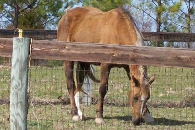 This is smokey the horse i told you about