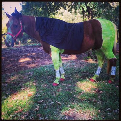 Horse with green paint on white markings, black cloth on the upper half, and black and white striped polo wraps on all legs. The hoofs are painted red and a horse has a witch hat on.