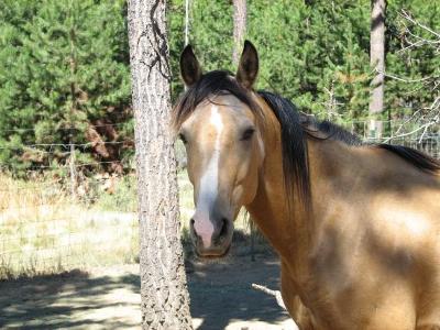 The mare