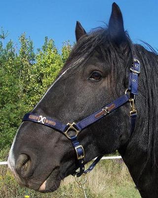 The stallion