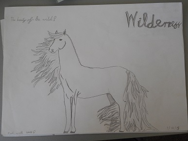 Wilderness the wildest brumby