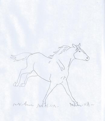 Wild Stallion