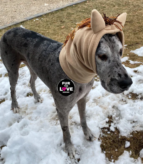 A dog with a horse costume snood on.