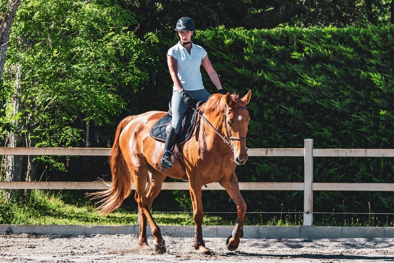 Image from horse and country of chestnut horse trotting with rider