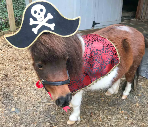 A miniature horse dressed up as a pirate. Wearing a pirate hat and a red cape.