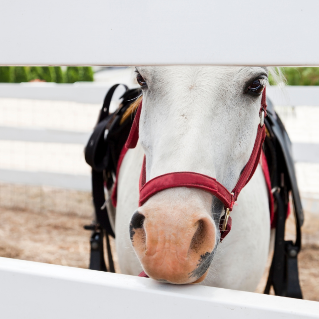 A white pony wearing a red halter looking between two white fence slats. The pony is wearing a western-style saddle with a red saddlepad. There is more fencing and trees in the background.