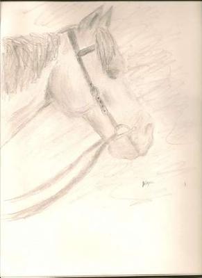 A pencil drawing of a horse's head. The horse is wearing a western headstall.