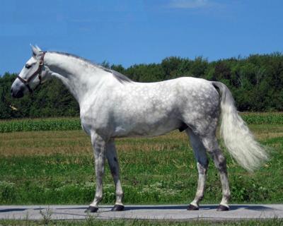 Shotzee ~A Shot At Victory~