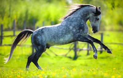 Grey dappled horse