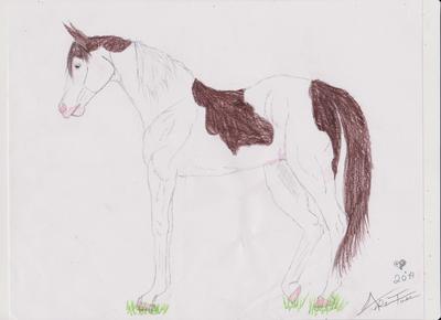 Abaco Barbs..... DRAWING