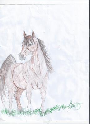 Arabian mare by Aspen