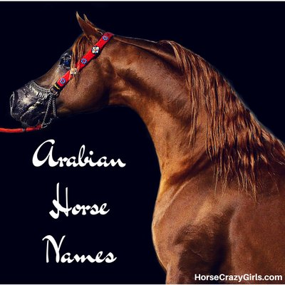 A chestnut Arabian horse against a black background. The horse is wearing a red bridle with silver nose piece and the main part of the halter is embroidered with alternating blue and white flowers. To the bottom left of the image are the words Arabian Horse Names in white lettering.