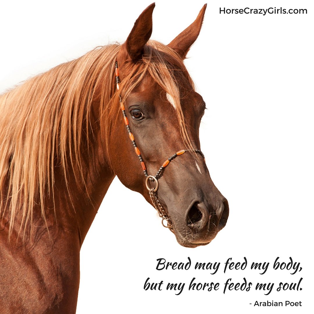 A picture of an Arabian's head with the quote "Bread may feed my body, but my horse feeds my soul." - Arabian Poet
