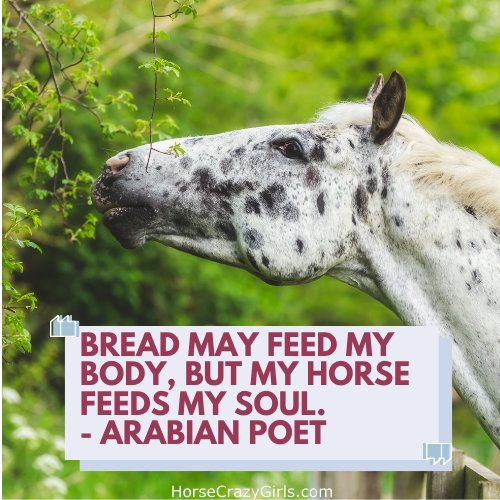 A picture of an Arabian's head with the quote "Bread may feed my body, but my horse feeds my soul." - Arabian Poet