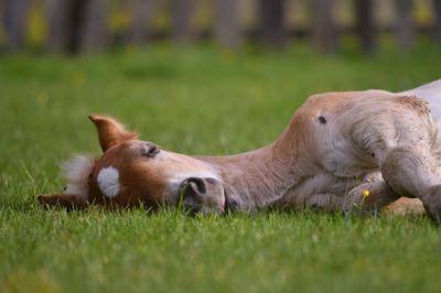 Baby Horse Names Baby Horse Names