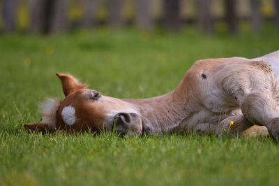 A palomino foal with a white star laying down in the grass. The foal is stretched out and has its head on the grass. The foal's eyes are closed and there is a wooden fence in the background.