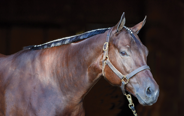 Banded horse mane image from Horse Illustrated 