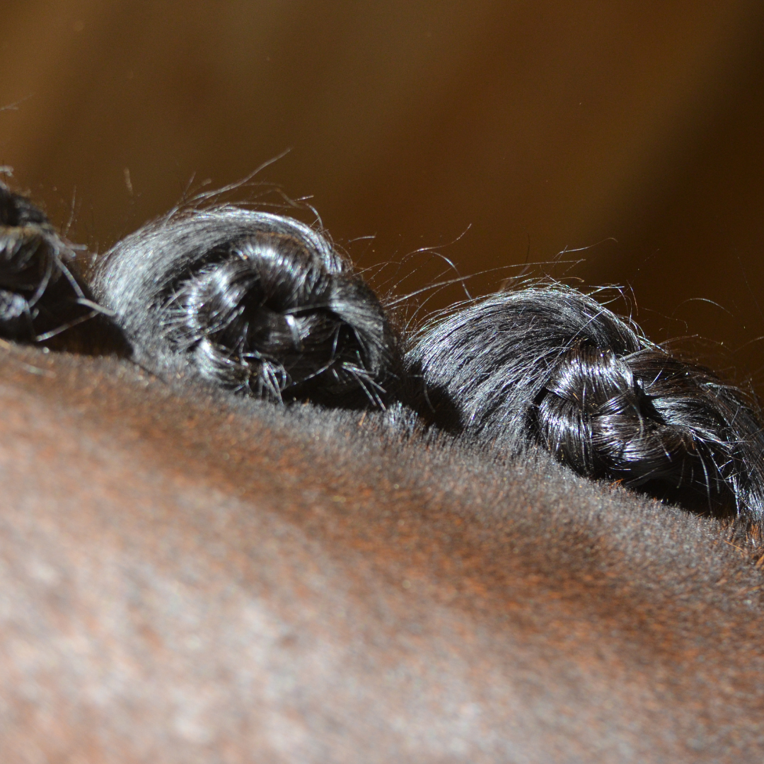 horse mane button braids